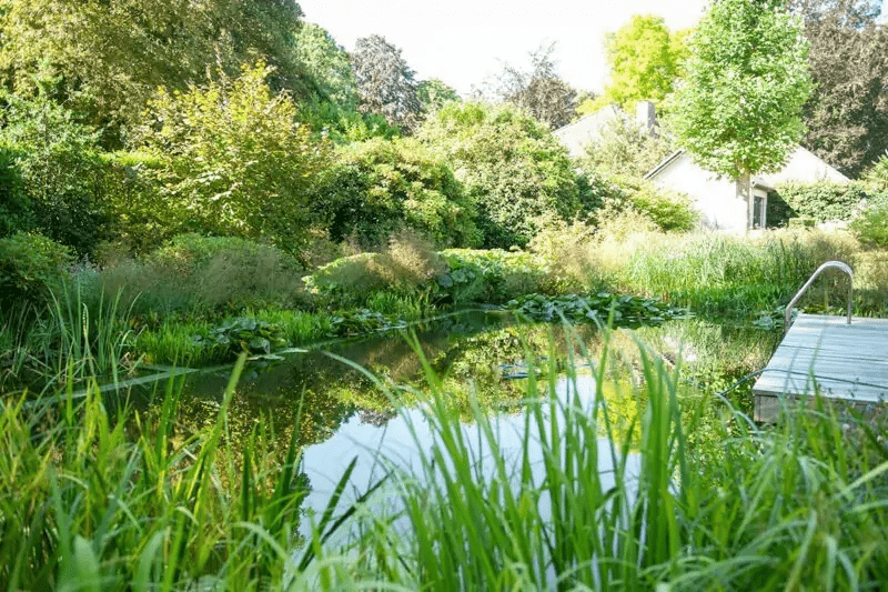 Een natuurlijke, ecologische zwemvijver vol waterlelies, omringd door hoog groen gras, bomen en een houten vlonder met een metalen zwemtrap.