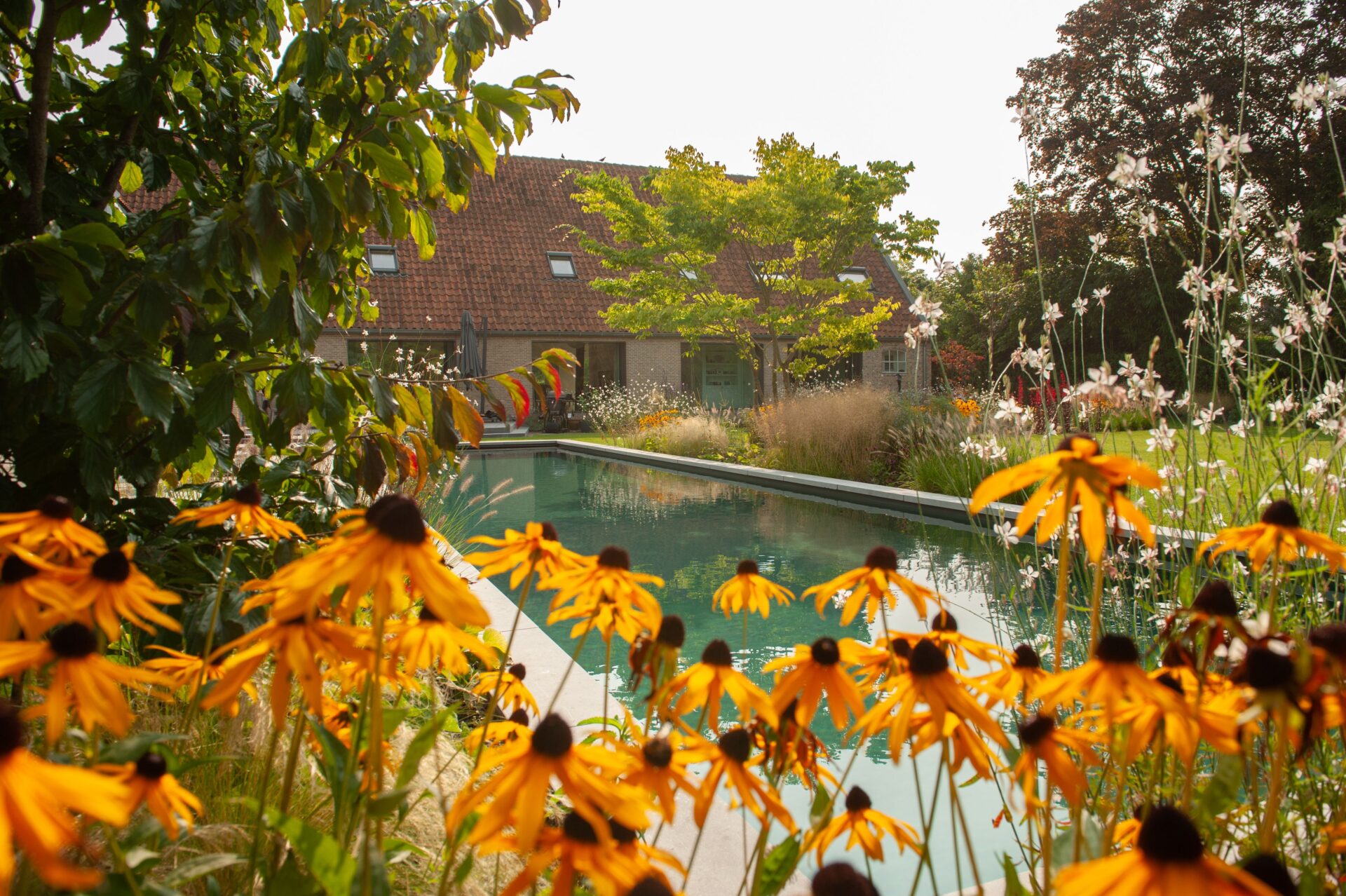 Natuurlijke zwemvijver met helder water, omringd door gele bloemen en siergrassen in een luxe tuin bij een landelijk huis.