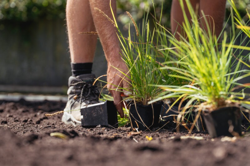 Pennisetum in een p9 potje wordt door een hovenier vastgepakt om geplant te gaan worden.