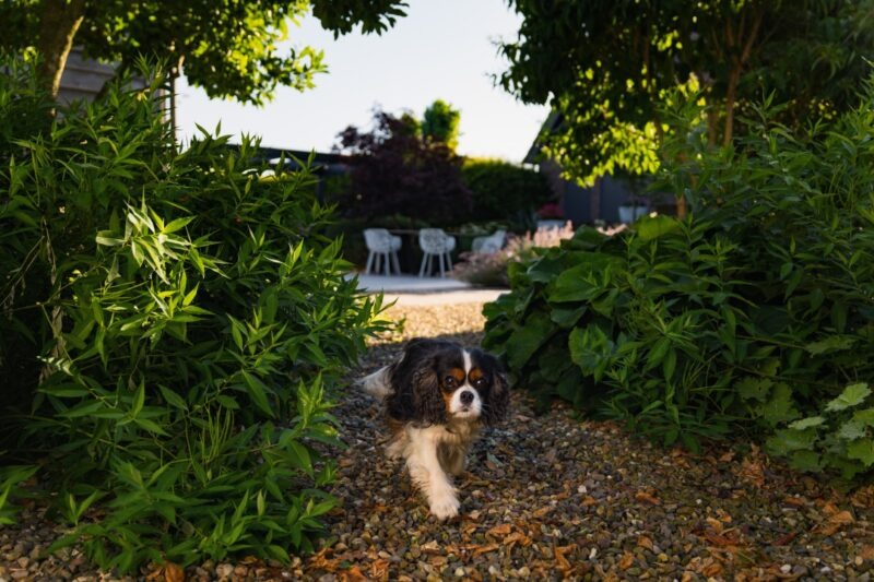 Een kleine driekleurige Cavalier King Charles-spaniël loopt op de voorgrond over een grindpad tussen weelderige groene planten. Op de zonnige achtergrond is een terras met witte tuinstoelen te zien.