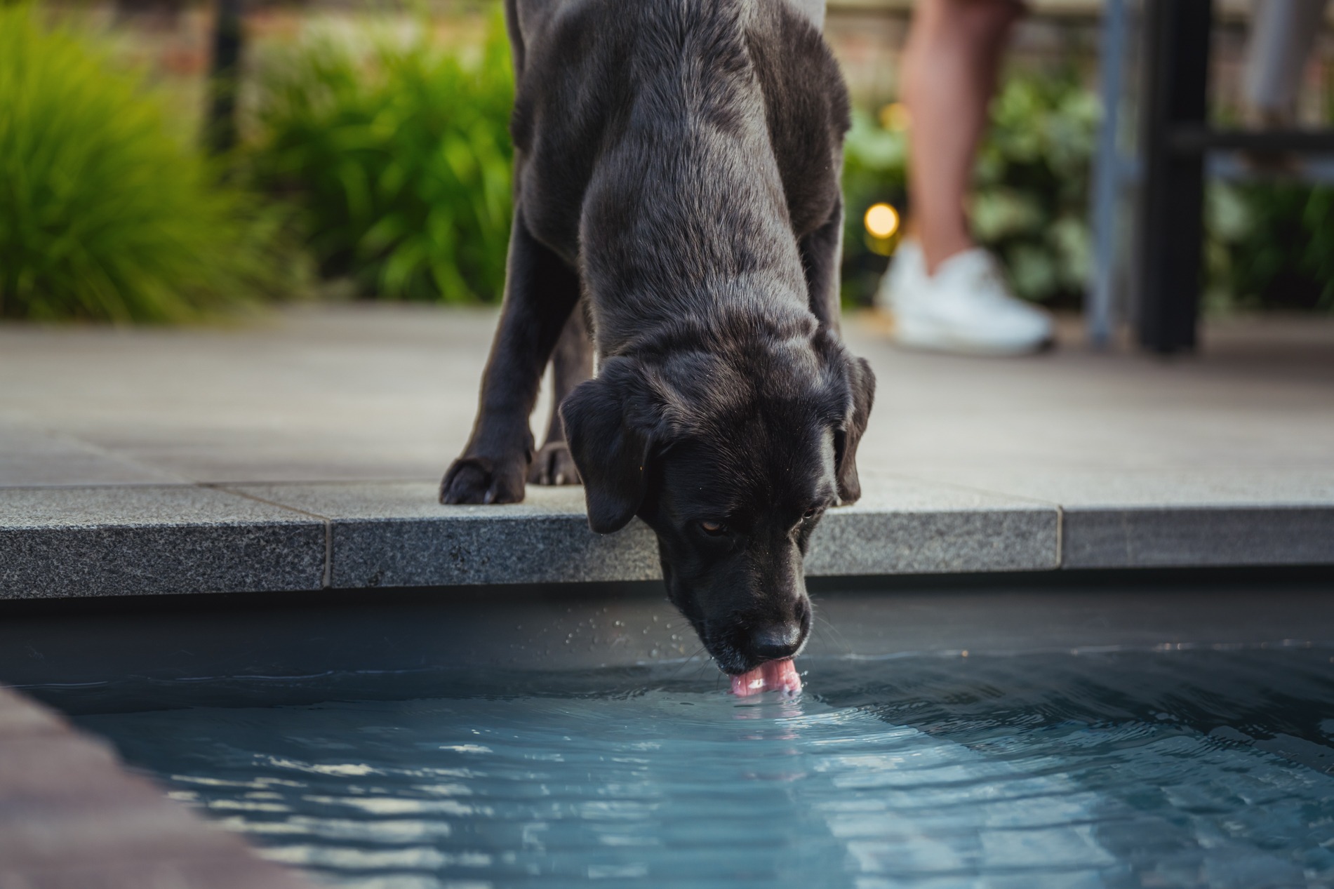 Een zwarte hond staat op de rand van een stenen terras en buigt voorover om water uit het zwembad te drinken. Op de wazige achtergrond staan de benen van een persoon met witte sneakers in een groene tuin.