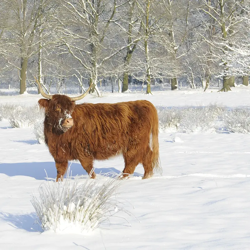 Kerstsfeer in de tuin? Met verlichting, groen en eenvoudige styling breng je ook buiten die warme decembersfeer tot leven.