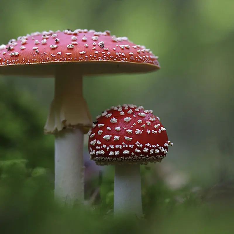 Tuin in november: tijd om op te ruimen, te snoeien en voor te bereiden op de winter. Ontdek wat je nu nog kunt doen in de tuin.