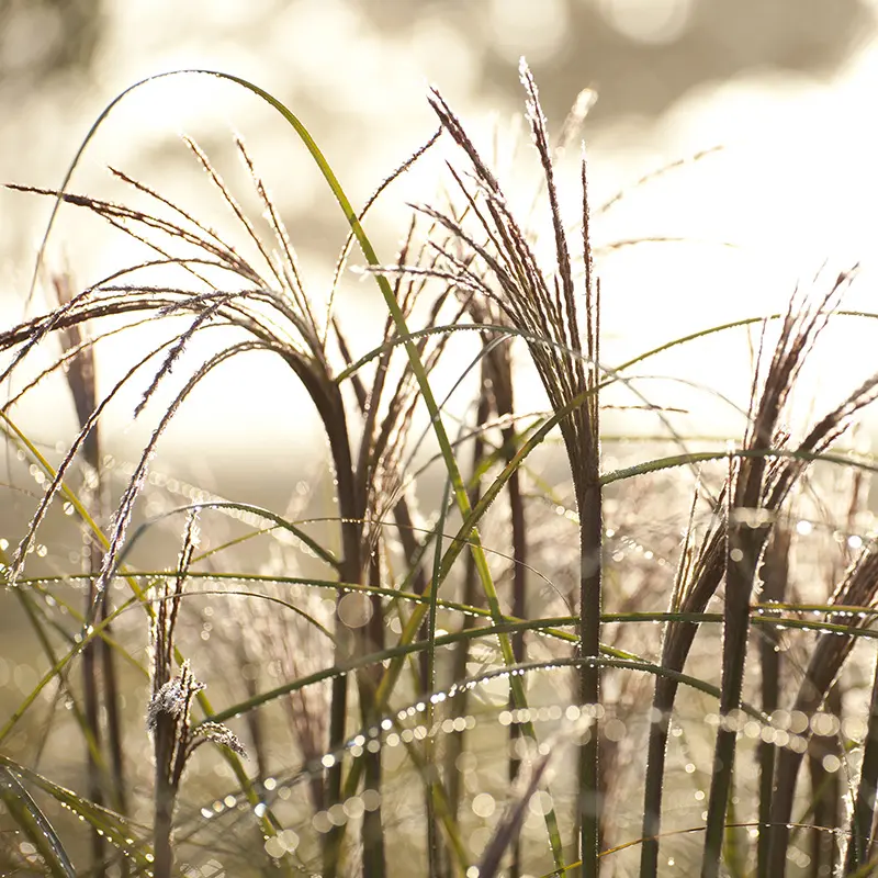 Tuin winterklaar maken in oktober? Ontdek slimme tips voor snoeien, opruimen en beschermen zodat je tuin sterk de winter in gaat.