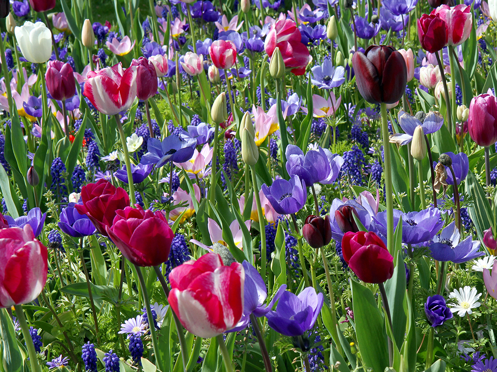 12 prachtige bloembolmixen in beeld gebracht