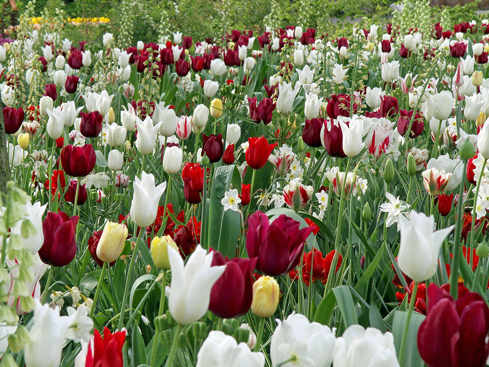 12 prachtige bloembolmixen in beeld gebracht