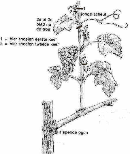 blog druif snoeien