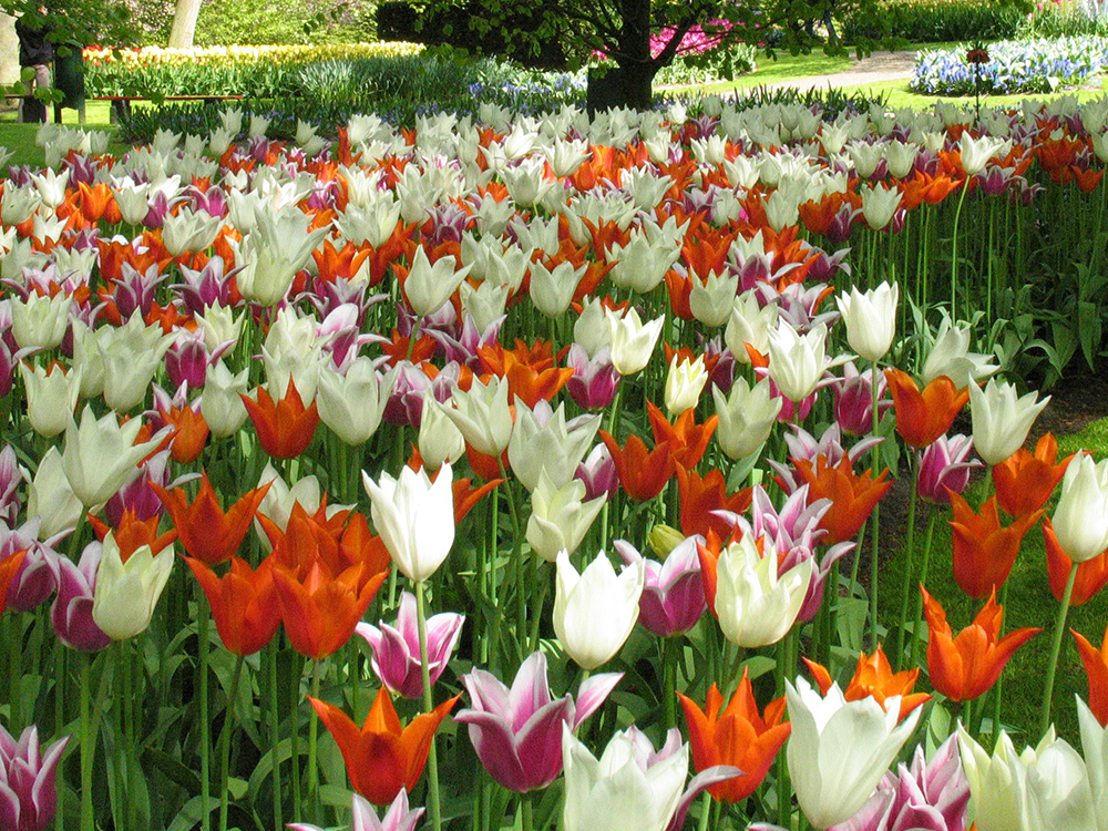 12 prachtige bloembolmixen in beeld gebracht