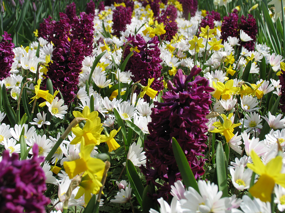 12 prachtige bloembolmixen in beeld gebracht