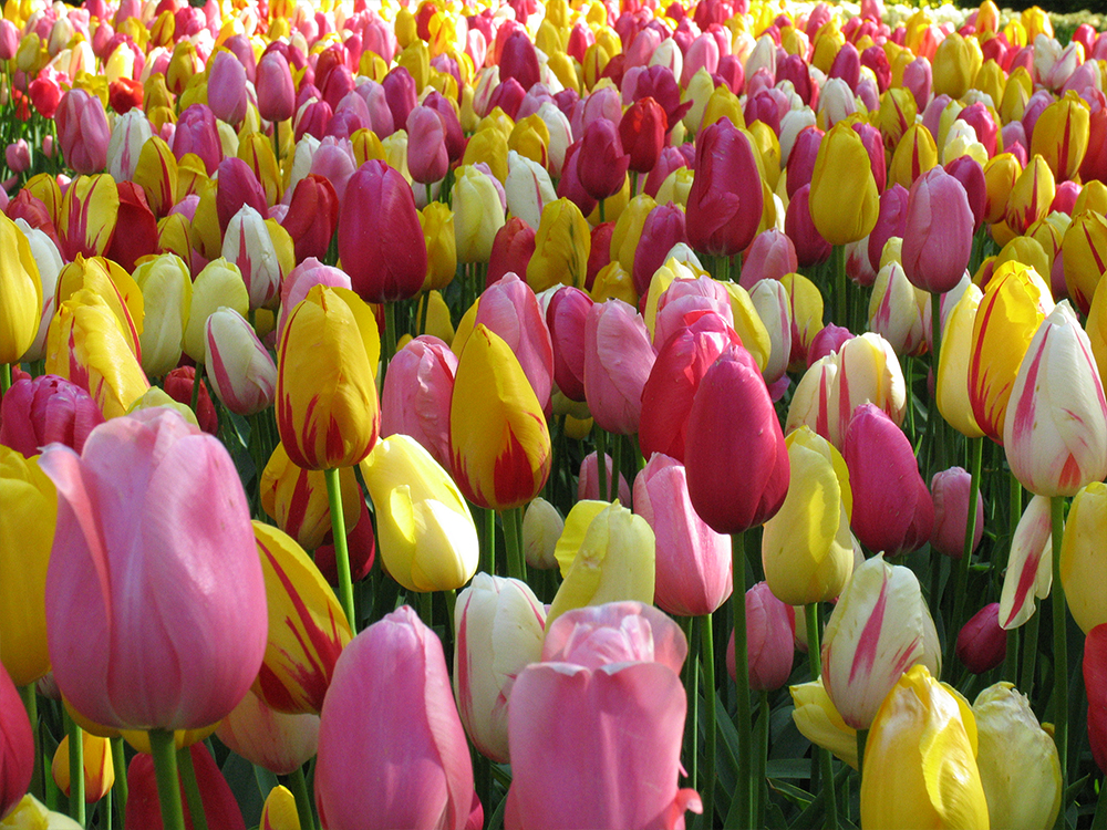 12 prachtige bloembolmixen in beeld gebracht