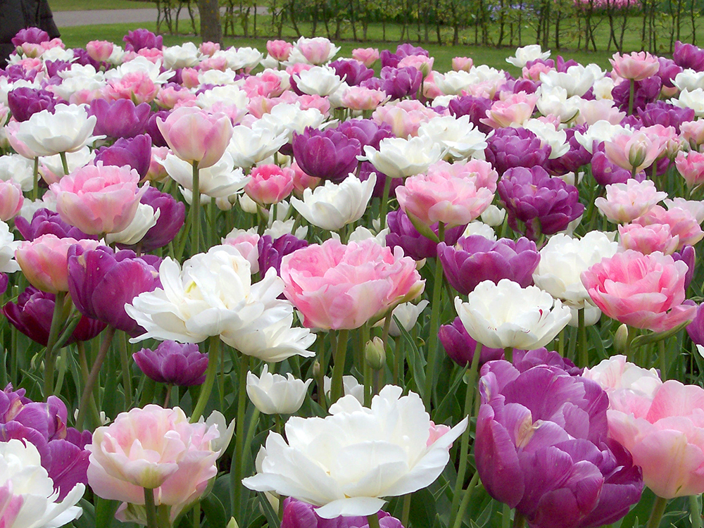 12 prachtige bloembolmixen in beeld gebracht