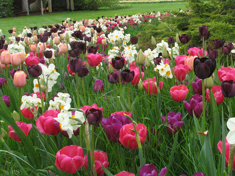 12 prachtige bloembolmixen in beeld gebracht