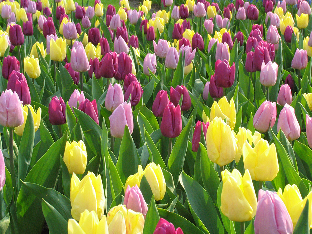 12 prachtige bloembolmixen in beeld gebracht