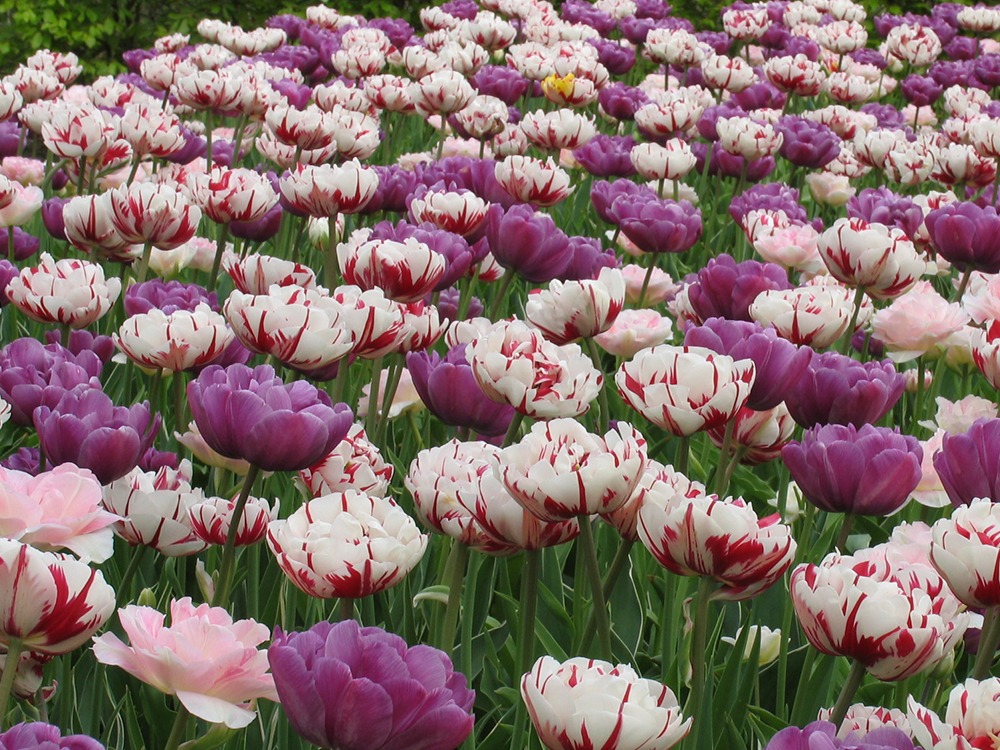 12 prachtige bloembolmixen in beeld gebracht