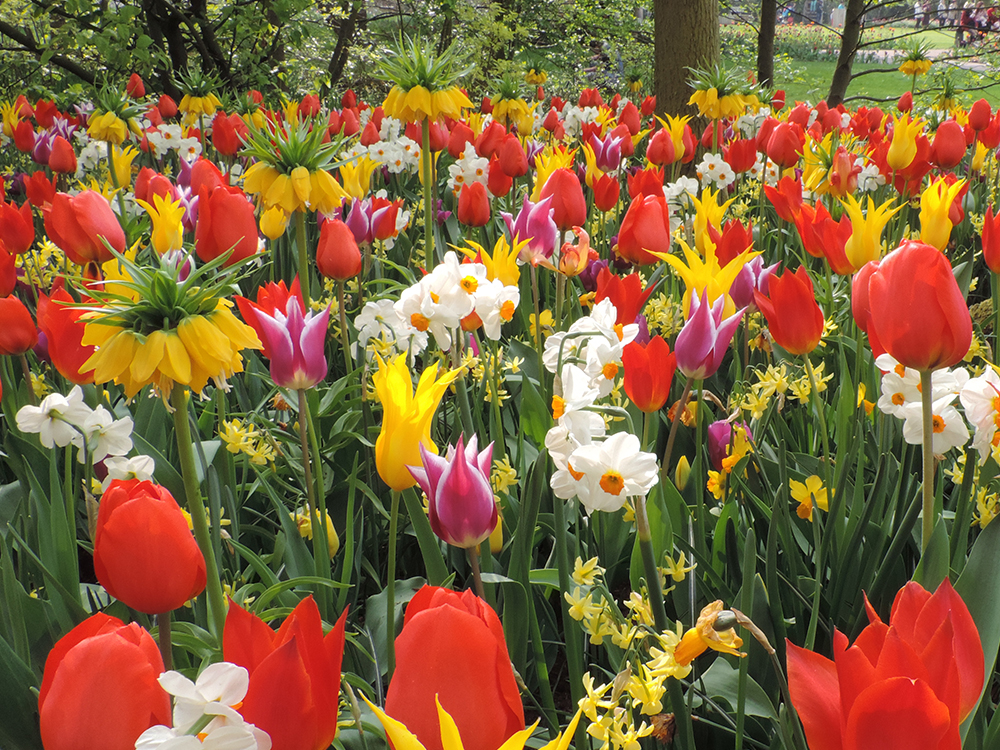 12 prachtige bloembolmixen in beeld gebracht