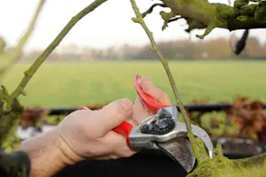 blog fruitboom snoeien