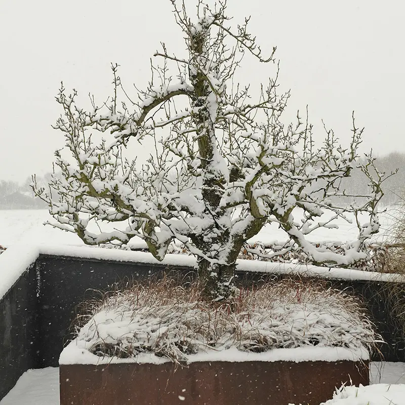 Tuinieren in januari? Start het jaar goed met slimme tuintips, planning en kleine klussen die later in het seizoen groot verschil maken.