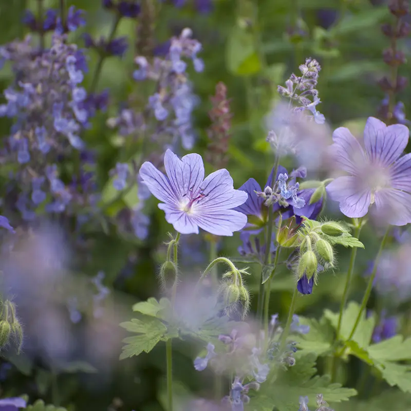 Tuin in juli: de tuin staat in volle bloei. Ontdek tips voor onderhoud, water geven en genieten tijdens de warmste maand van het jaar.