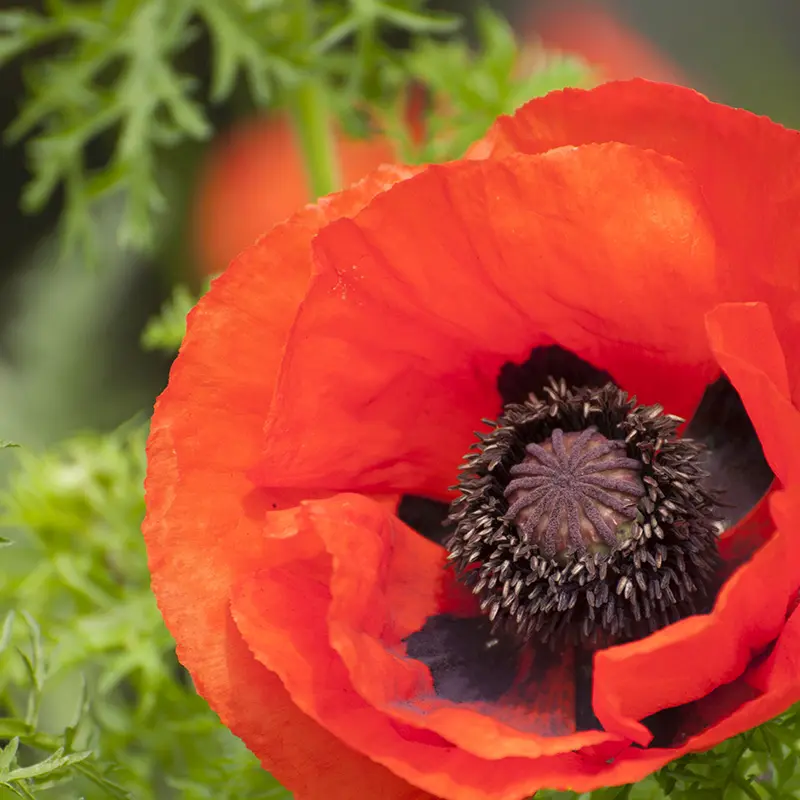 Tuin in juni: laat je inspireren door kleur, groei en zomerse sfeer. Ontdek praktische tips en geniet van een levendige tuin vol beleving.Tuin in juni: laat je inspireren door kleur, groei en zomerse sfeer. Ontdek praktische tips en geniet van een levendige tuin vol beleving.Tuin in juni: laat je inspireren door kleur, groei en zomerse sfeer. Ontdek praktische tips en geniet van een levendige tuin vol beleving.