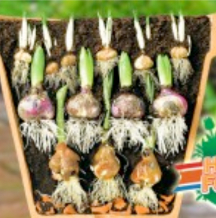 blog lasagna methode