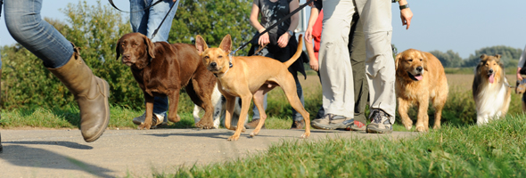 Zelf sierbestrating leggen? Deze tips helpen u op weg. Bindels Buiten Beleving