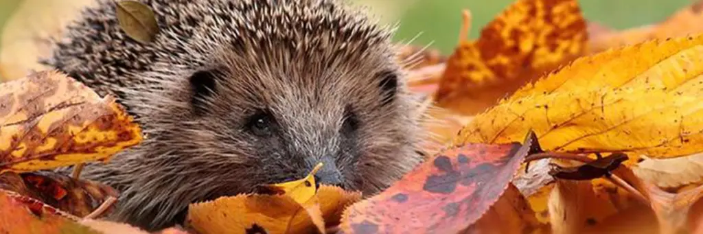 Een onderhoudsarme tuin zonder grind - Bindels Buiten Beleving