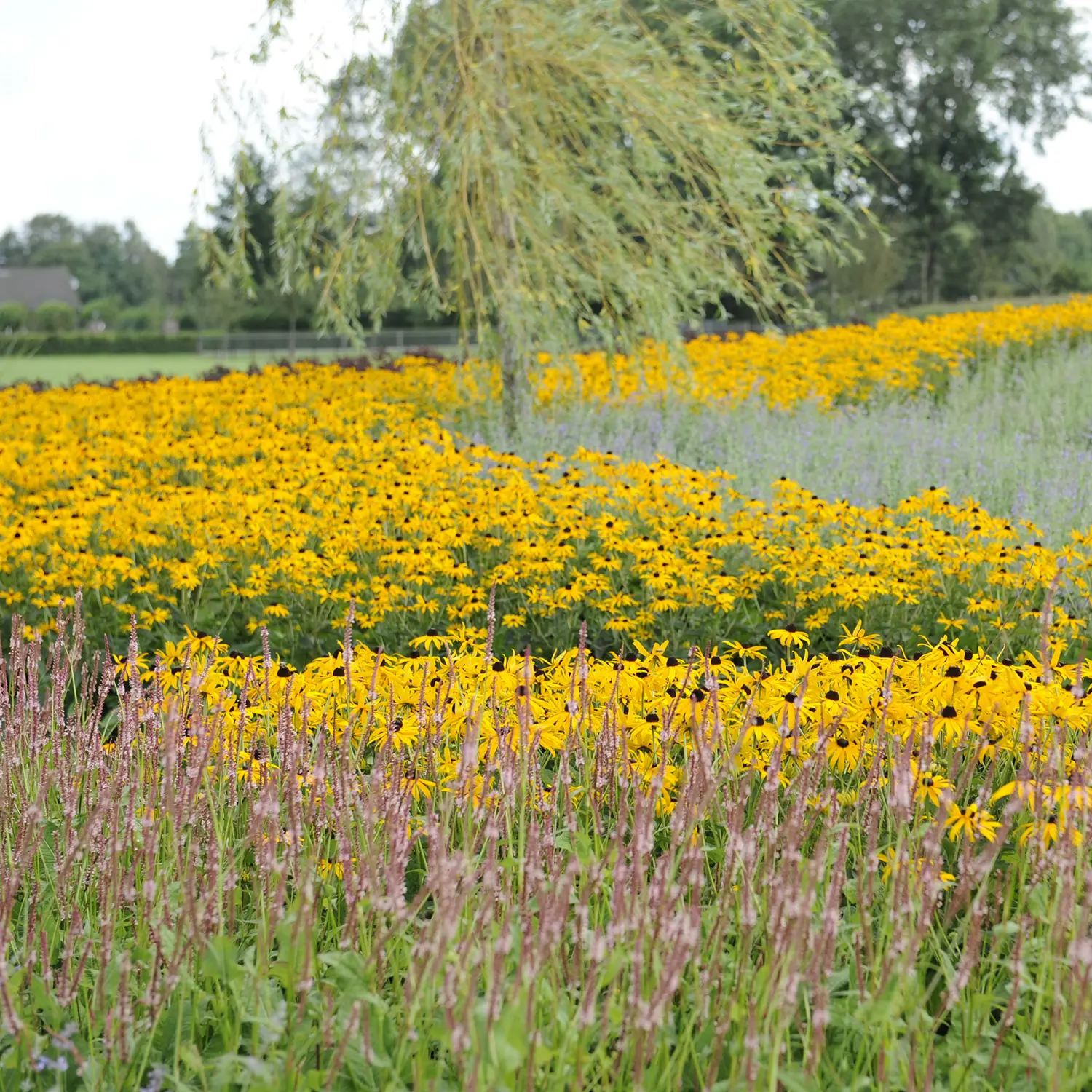 Een onderhoudsarme tuin zonder grind - Bindels Buiten Beleving