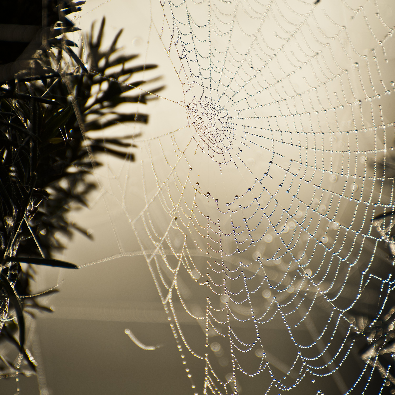 10 tips om uw tuin winterklaar te maken in oktober - Bindels Buiten Beleving