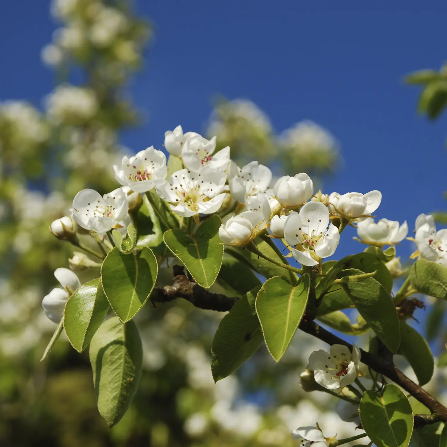 Tuinonderhoud in de lente: ontdek wat je nu kunt doen voor een gezonde, groene tuin. Snoeien, bemesten en genieten van het nieuwe seizoen.