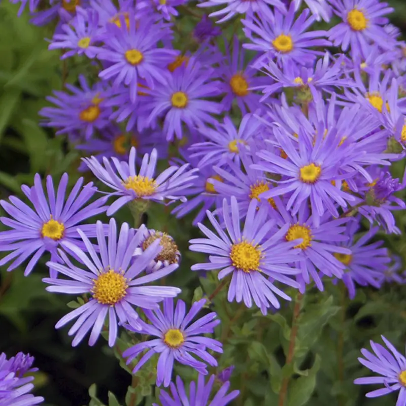 Tuin in september: de zomer loopt af, maar er is nog genoeg te doen. Ontdek praktische tuintips voor nazorg, planten en voorbereiding op de herfst.