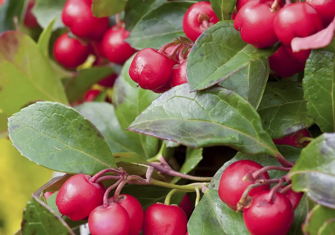 Gaultheria procumbens, Bergthee